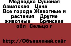 Медведка Сушеная Азиатская › Цена ­ 1 400 - Все города Животные и растения » Другие животные   . Брянская обл.,Сельцо г.